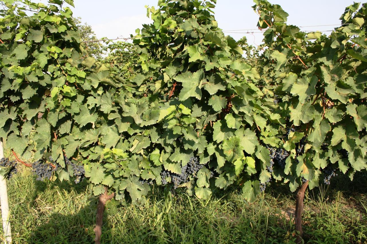 Shaloshvili'S Cellar Hotel Shilda Εξωτερικό φωτογραφία